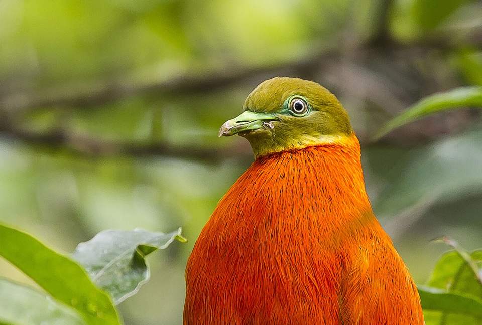 Raiwasa Private Retreat - Taveuni Island, Fiji