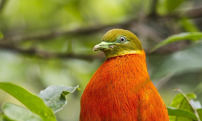 Raiwasa Private Retreat - Taveuni Island, Fiji