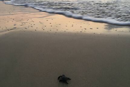 Pacific Paradise - Ixtapa de Azueta, Mexico