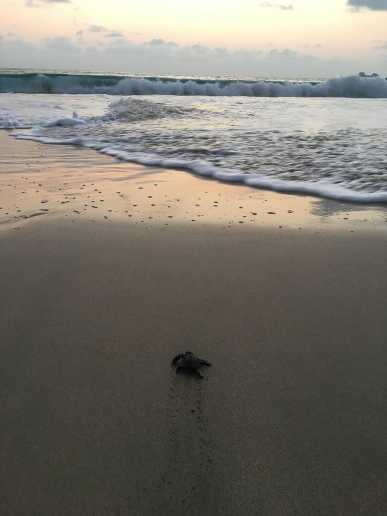 Pacific Paradise - Ixtapa de Azueta, Mexico