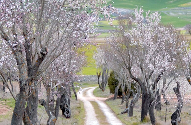 Finca el Cercado - Palencia, Spain