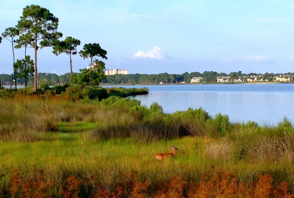 Bay Front Beauty - Miramar Beach, Florida