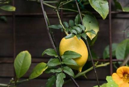 Sophisticated Victorian Flat Between Castro & Mission Dolores - San Francisco, California