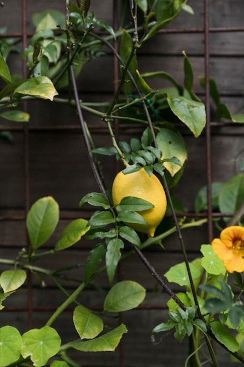 Sophisticated Victorian Flat Between Castro & Mission Dolores - San Francisco, California