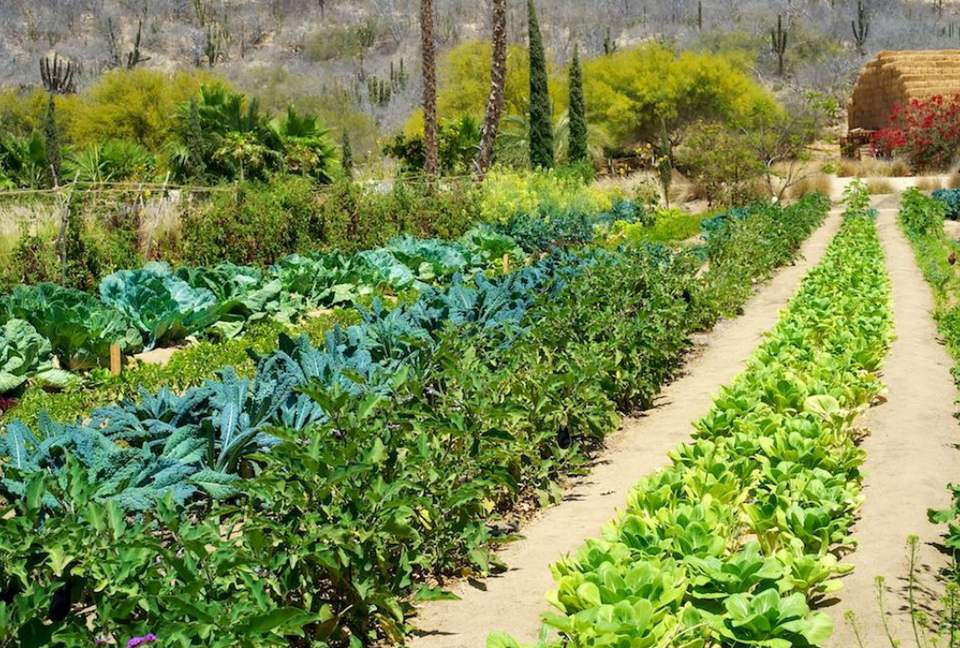 Flora Farms - Culinary Cottage - San Jose Del Cabo, Mexico