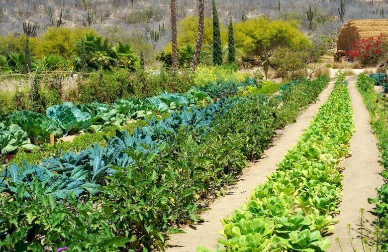 Flora Farms - Culinary Cottage - San Jose Del Cabo, Mexico