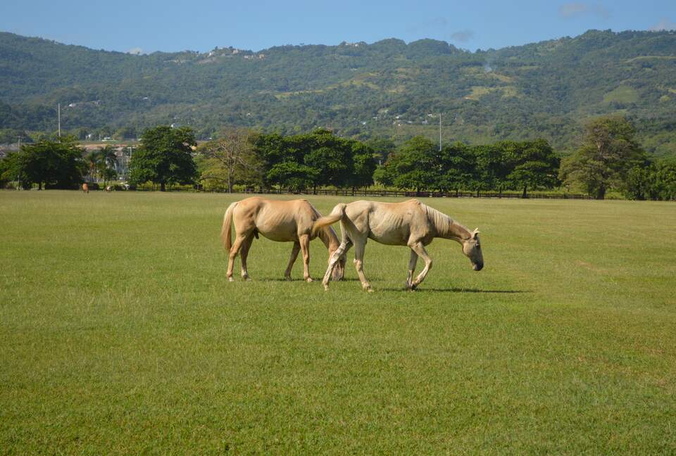VIlla Tikal - Richmond Llandovery, Jamaica