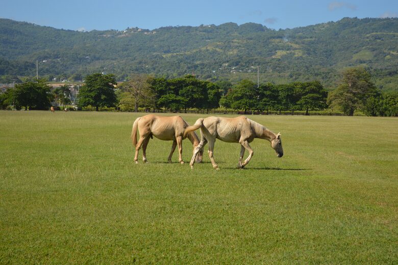 VIlla Tikal - Richmond Llandovery, Jamaica