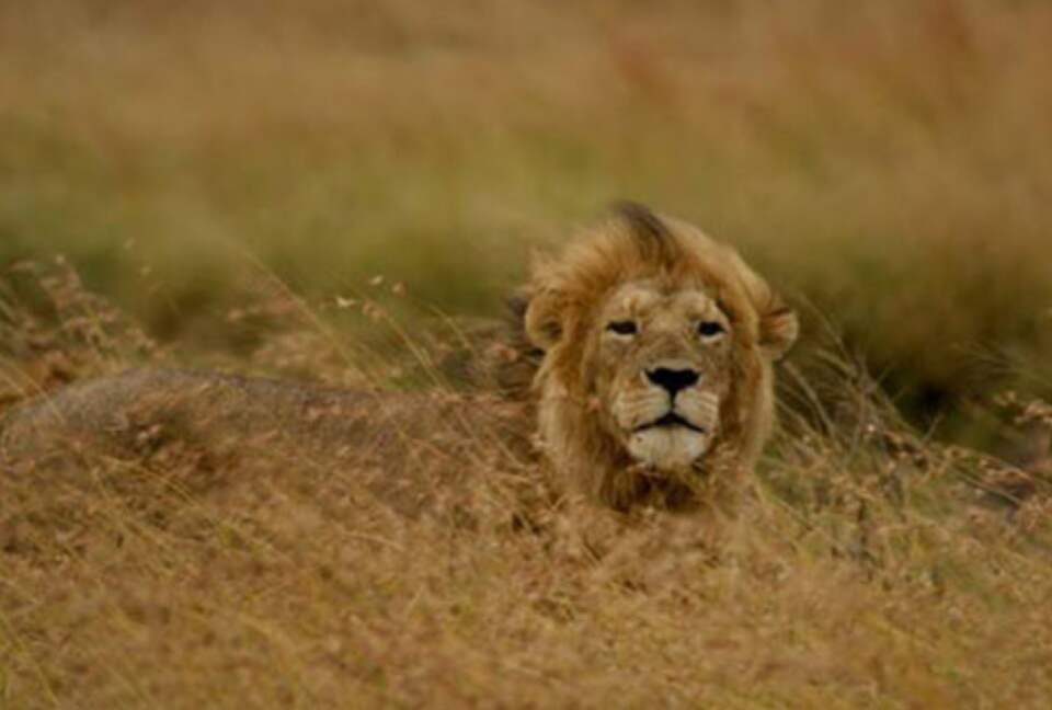Cottar's Mara Bush Villa (R) - Masai Mara, Africa, Kenya
