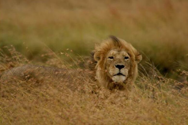 Cottar's Mara Bush Villa (R) - Masai Mara, Africa, Kenya
