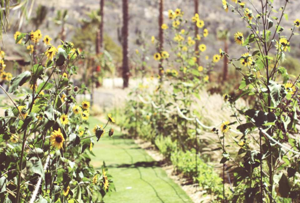 Flora Farms - Culinary Cottage - San Jose Del Cabo, Mexico