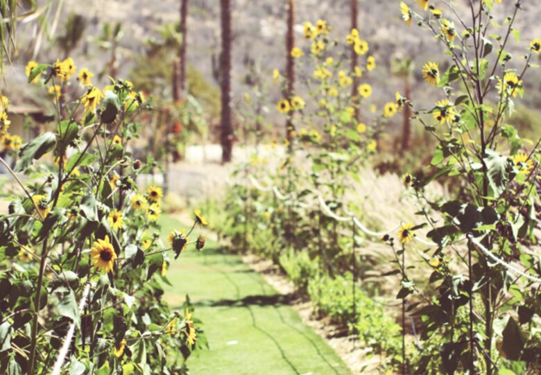 Flora Farms - Culinary Cottage - San Jose Del Cabo, Mexico