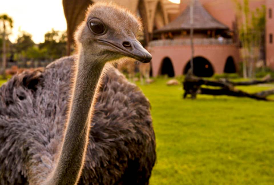 Disney's Animal Kingdom Villas - Kidani Village Two-Bedroom - Orlando, Florida