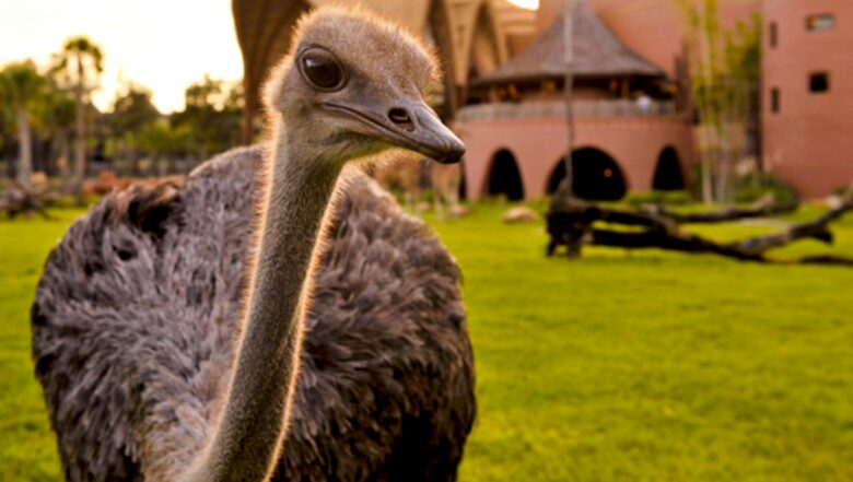 Disney's Animal Kingdom Villas - Kidani Village Two-Bedroom - Orlando, Florida