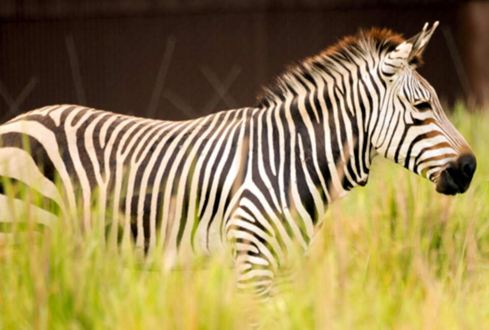 Disney's Animal Kingdom Villas - Kidani Village Two-Bedroom - Orlando, Florida