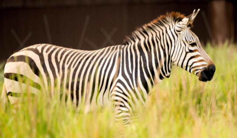 Disney's Animal Kingdom Villas - Kidani Village Two-Bedroom - Orlando, Florida