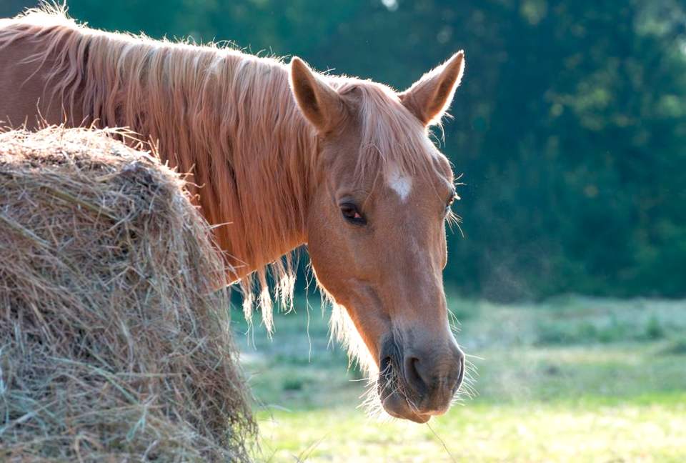 Bogle Farms - Greenville, Georgia