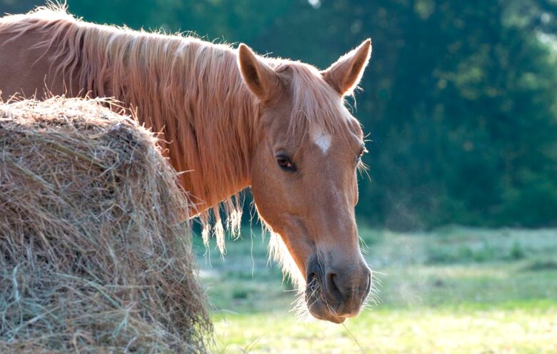 Bogle Farms - Greenville, Georgia