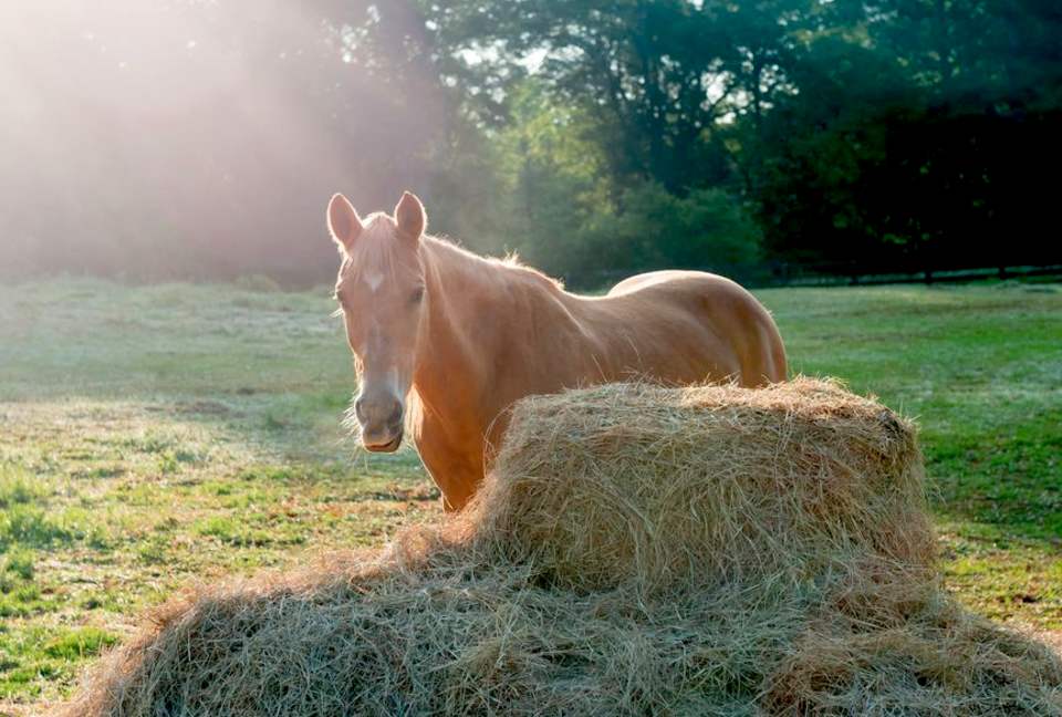Bogle Farms - Greenville, Georgia