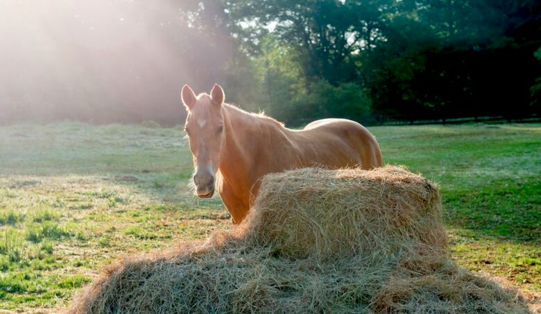Bogle Farms - Greenville, Georgia