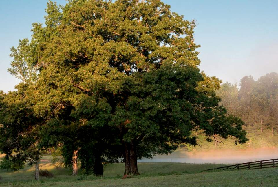 Bogle Farms - Greenville, Georgia