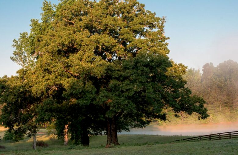 Bogle Farms - Greenville, Georgia