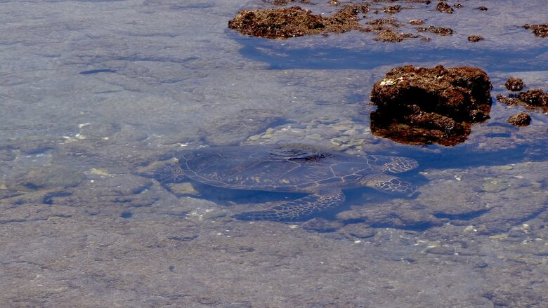 Spectacular Oceanview Condo: Stylish and Serene - Waikoloa, Big Island, Hawaii