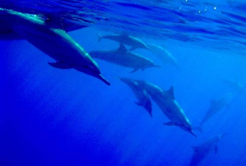 Spectacular Oceanview Condo: Stylish and Serene - Waikoloa, Big Island, Hawaii