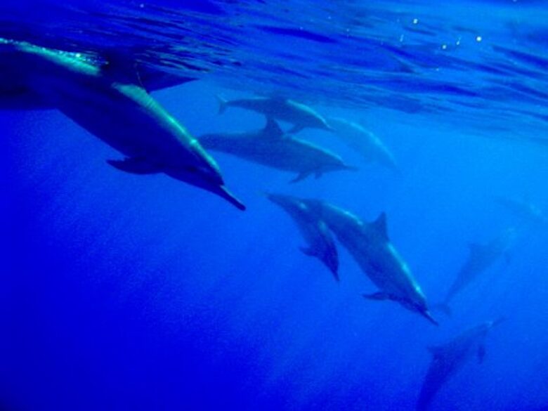 Spectacular Oceanview Condo: Stylish and Serene - Waikoloa, Big Island, Hawaii