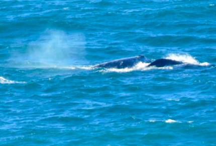 Casa de Perros Amarillos - Bajamar Oceanfront Resort - Ensenada, Mexico
