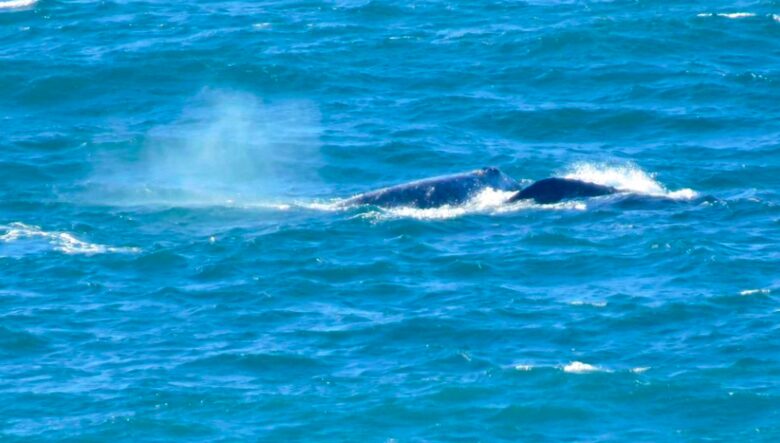 Casa de Perros Amarillos - Bajamar Oceanfront Resort - Ensenada, Mexico