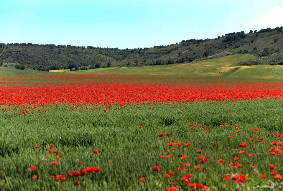 Finca el Cercado - Palencia, Spain