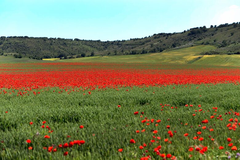 Finca el Cercado - Palencia, Spain