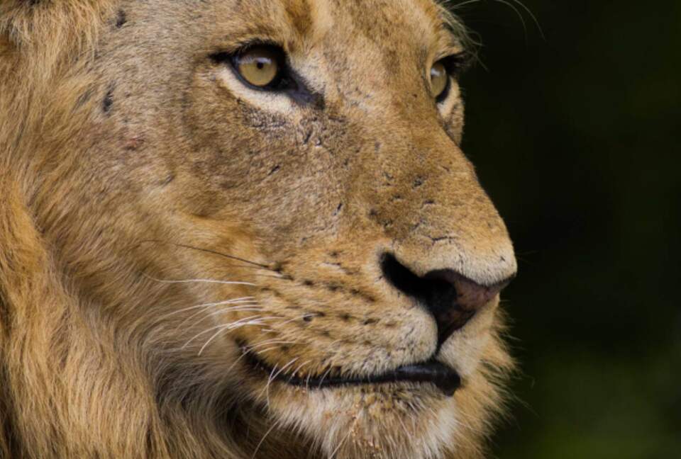 Umganu Lodge (R) - Elephant Point, South Africa