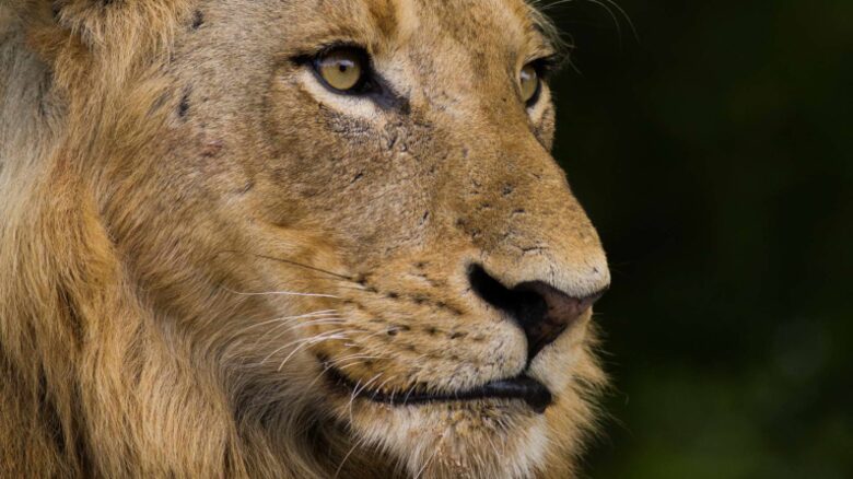 Umganu Lodge (R) - Elephant Point, South Africa