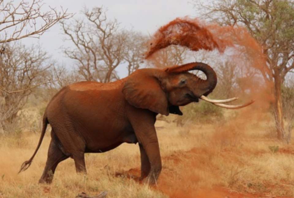 Umganu Lodge (R) - Elephant Point, South Africa