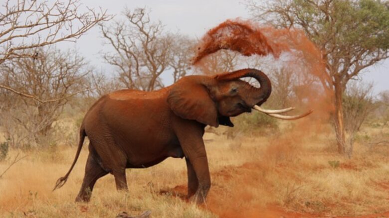Umganu Lodge (R) - Elephant Point, South Africa