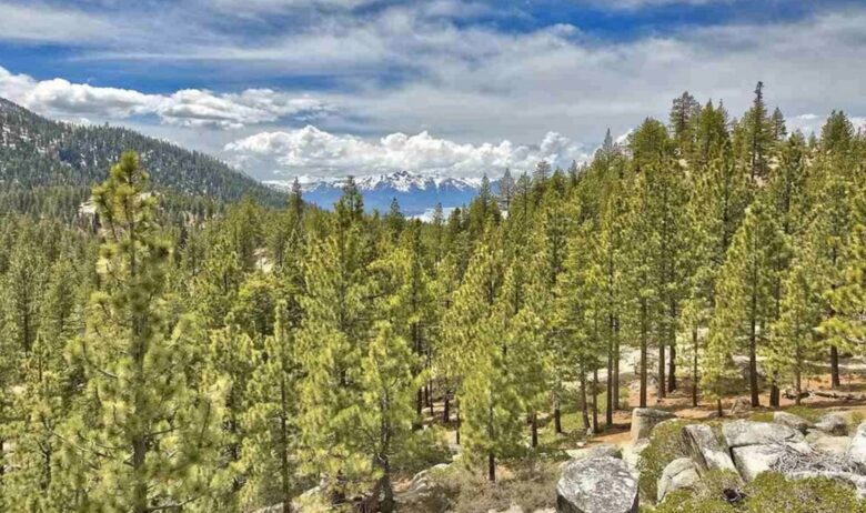 Summer views from lower deck.