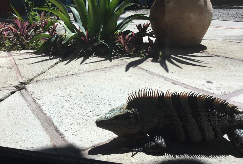 Las Cascadas The Falls - Quepos Manuel Antonio, Costa Rica