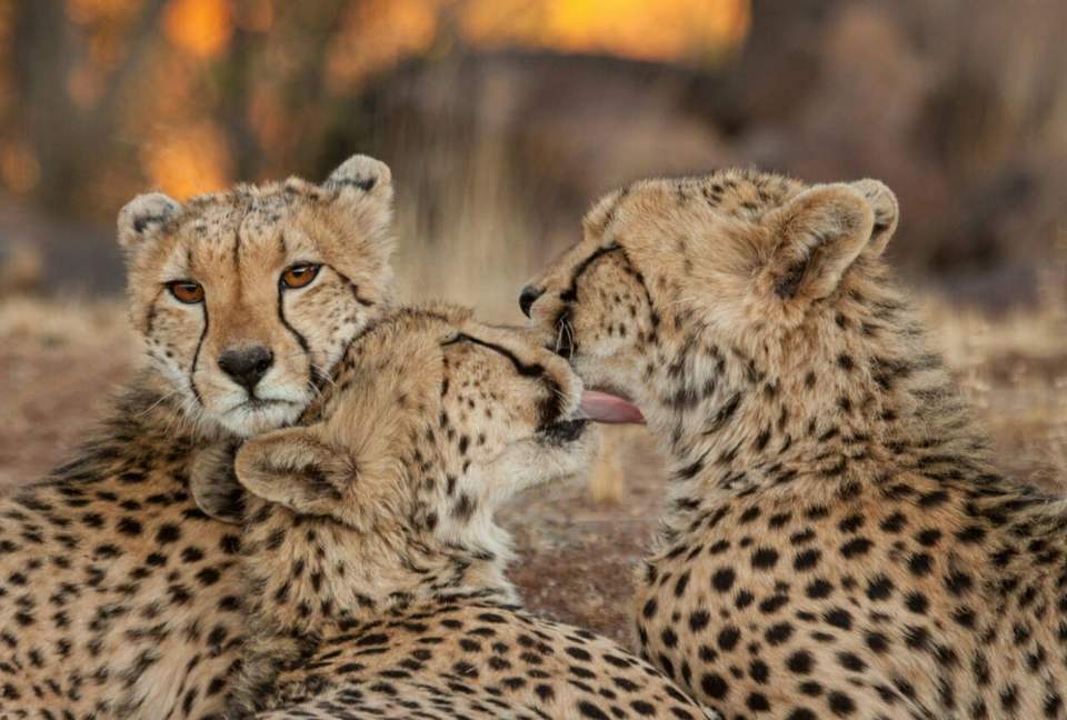 Tiger Canyon Private Game Reserve - Philippolis, South Africa