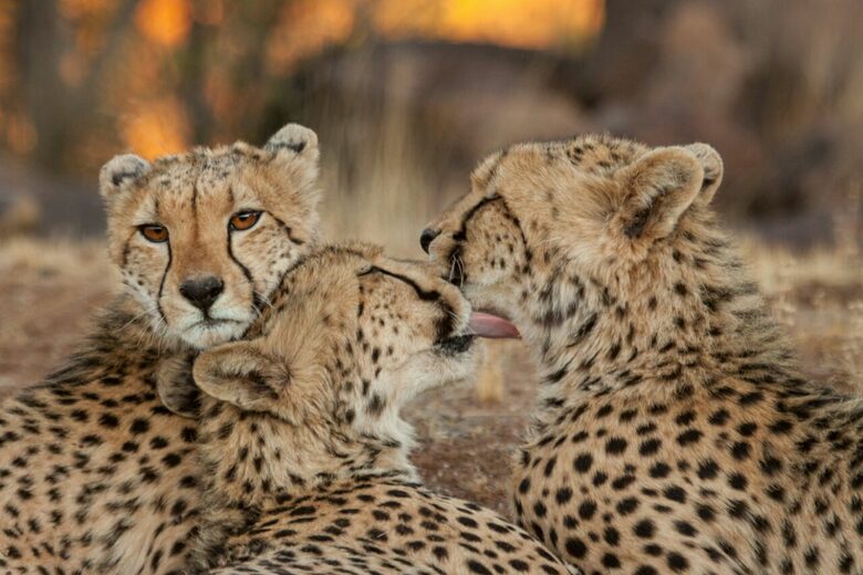 Tiger Canyon Private Game Reserve - Philippolis, South Africa