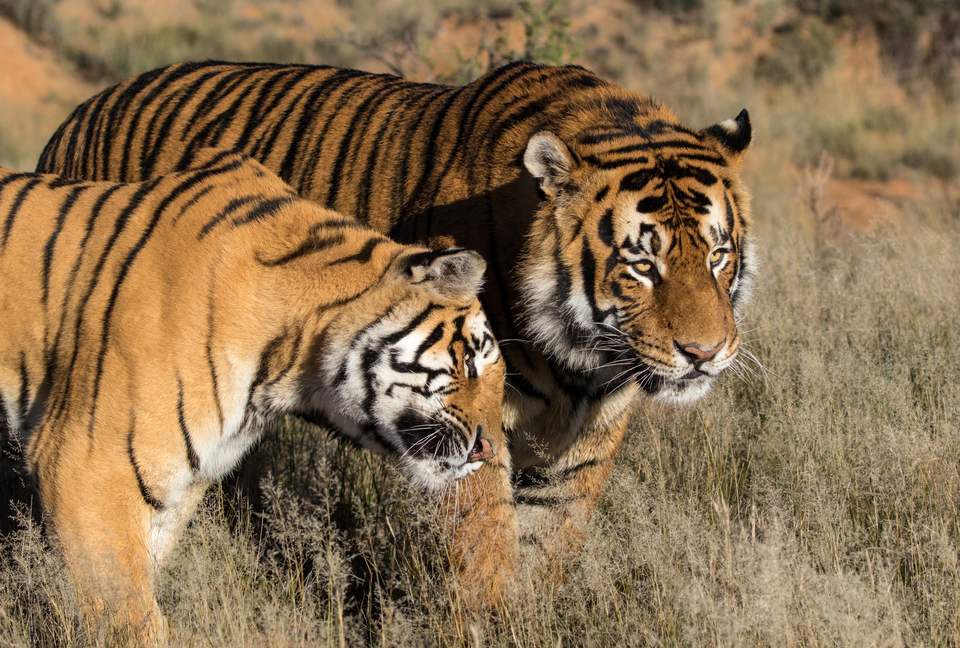 A One Bedroom Suite at Tiger Canyon Private Game Reserve - Philippolis, South Africa