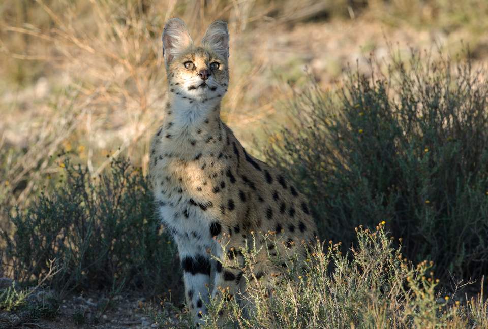 Tiger Canyon Private Game Reserve - Philippolis, South Africa
