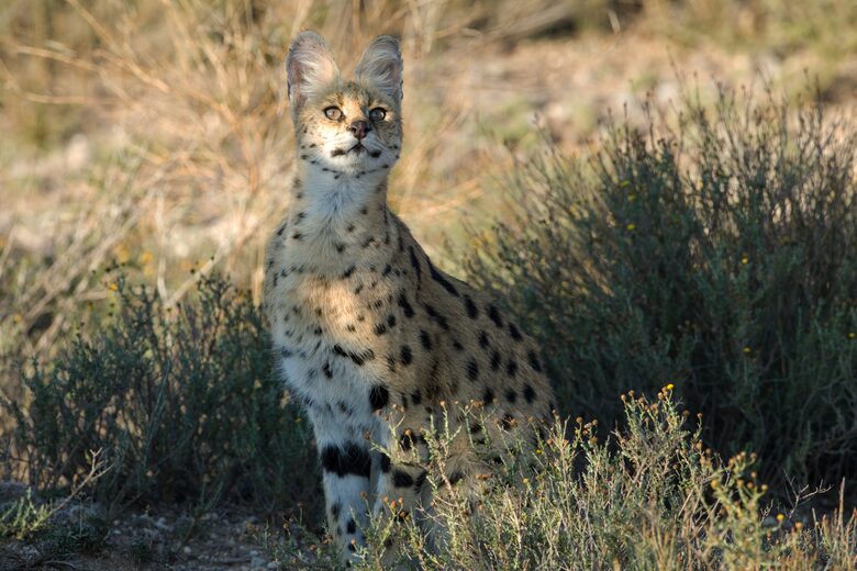 Tiger Canyon Private Game Reserve - Philippolis, South Africa