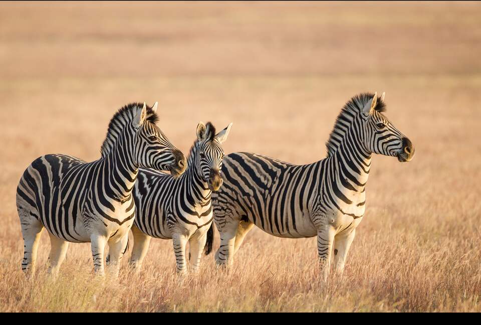 A One Bedroom Suite at Tiger Canyon Private Game Reserve - Philippolis, South Africa