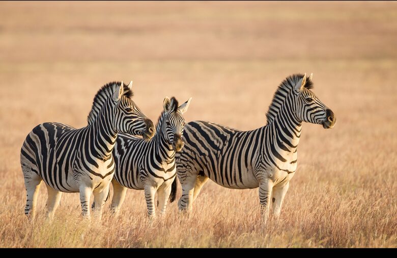 A One Bedroom Suite at Tiger Canyon Private Game Reserve - Philippolis, South Africa
