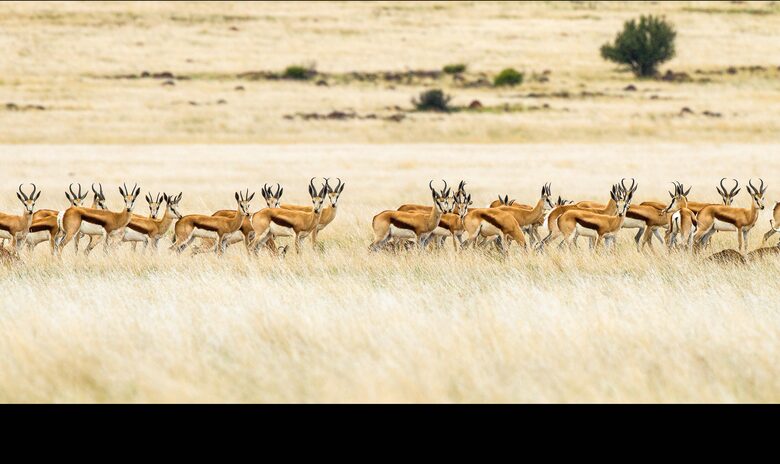 A One Bedroom Suite at Tiger Canyon Private Game Reserve - Philippolis, South Africa