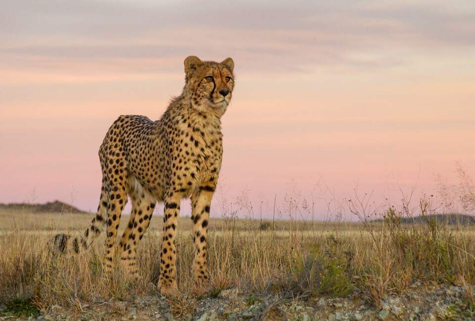 A One Bedroom Suite at Tiger Canyon Private Game Reserve - Philippolis, South Africa