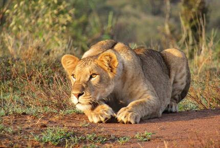 A Private Tent at Laikipia Wilderness Camp - Nanyuki, Kenya