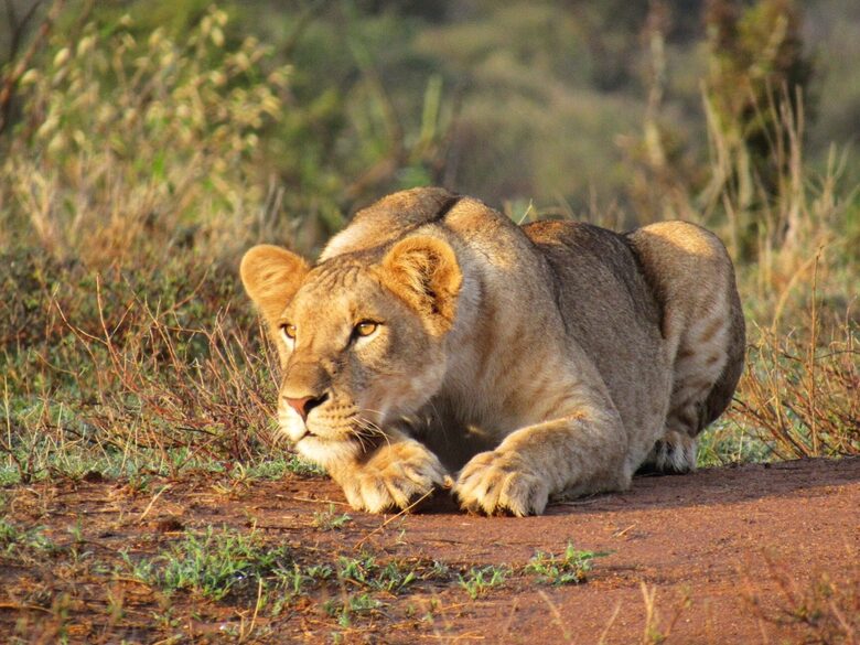 A Private Tent at Laikipia Wilderness Camp - Nanyuki, Kenya